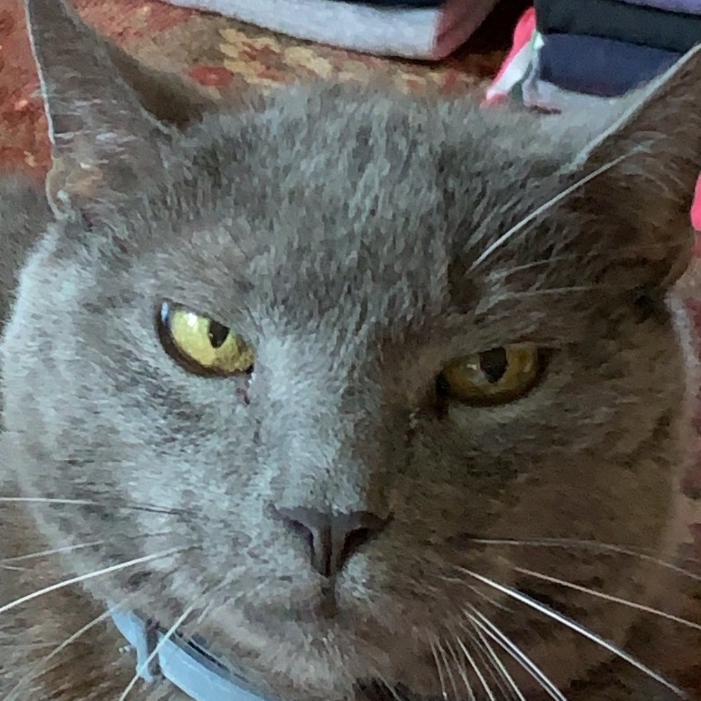 Meet your Posher, Sophie